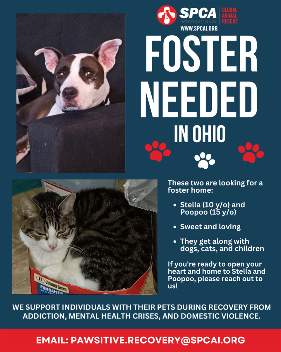 Seeking temporary foster care in the Cincinnati area